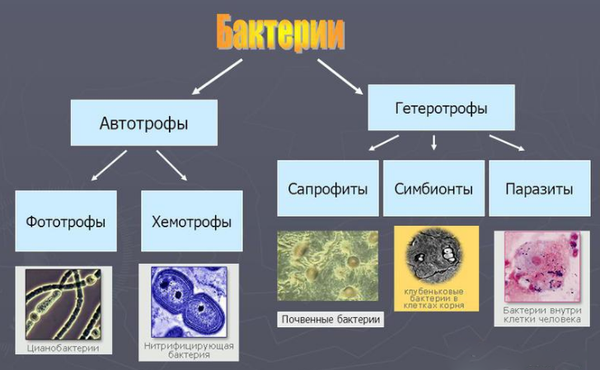 Классификация бактерий 
