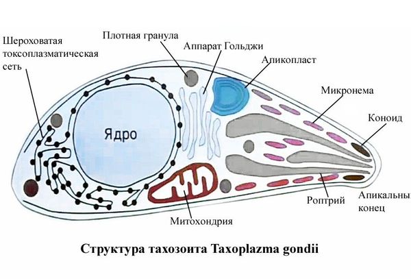 Структура токсоплазмы паразита 