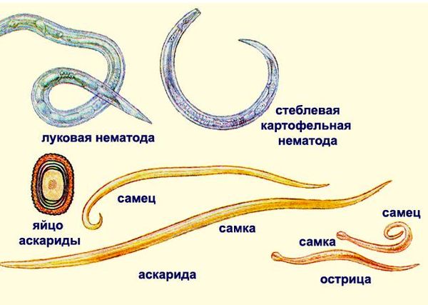 Нематоды (круглые черви)