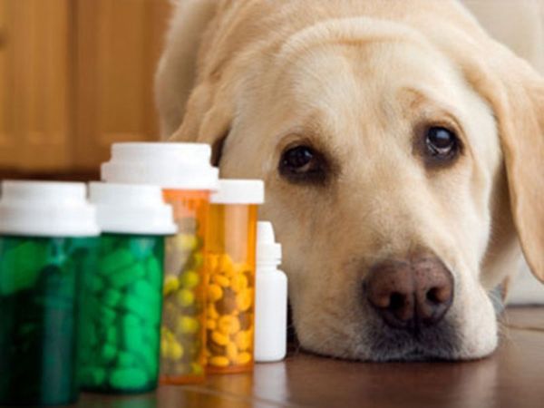 лечение собак от глистов