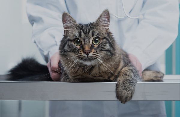 лечение хламидий у кошки