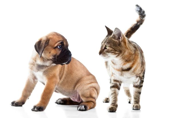 ИН-АП Комплекс для собак и кошек