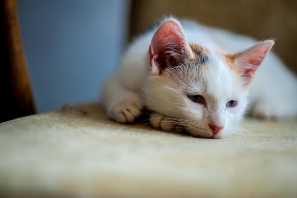 паразиты у кошки лечение