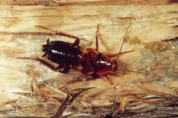Отряд тараканов или biattoidea