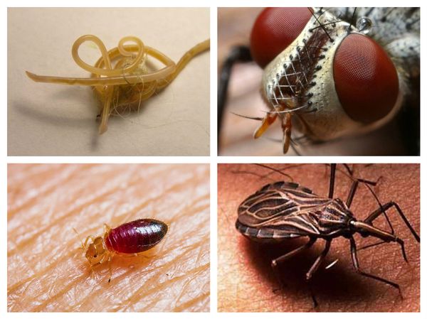 Насекомые паразиты и их опасность