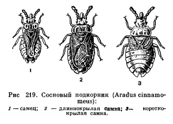 Отряд Полужесткокрылые или Клопы (Hemiptera)