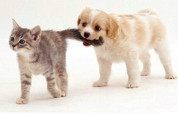 лечение кошек и собак от глистов