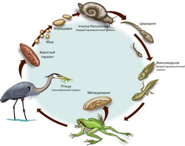 Жизненный цикл трематоды рода Ribeiroia