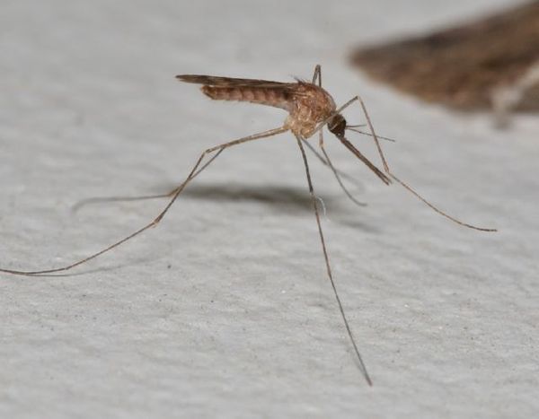Заражение от малярийного комара