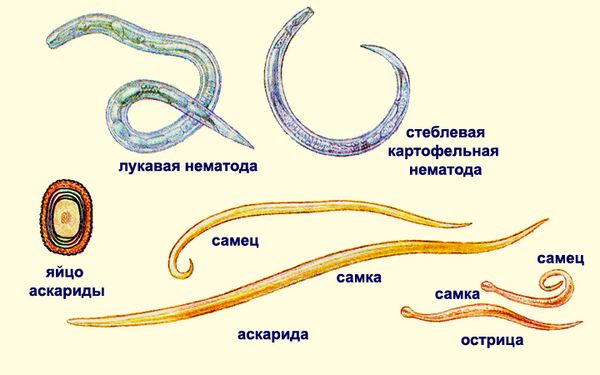 классы червей паразитов