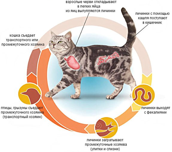 Лечение глистов у кошек в домашних условиях