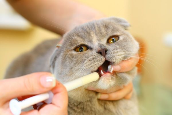 Дегельминтизация домашних кошек