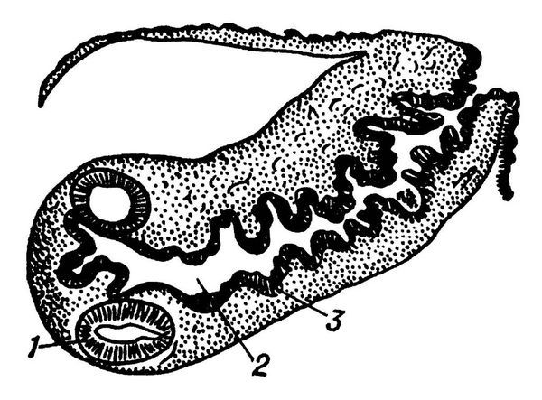 Яйцо Taeniarhynchus saginatus