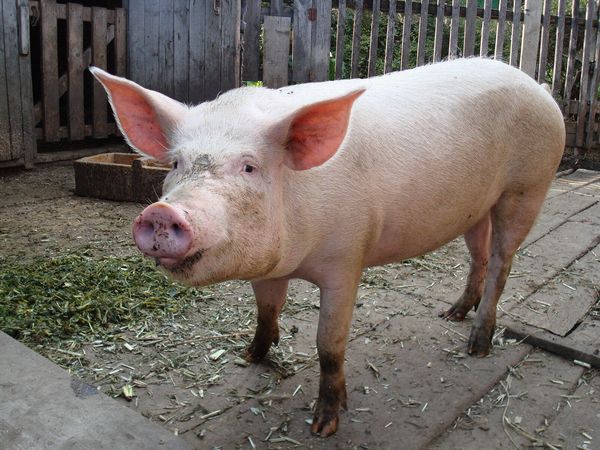 Беларусь отказалась от ввоза свинины из  некоторых областей Украины