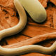 Нематоды: общие сведения о паразитах, особенности поражения человеческого организма
