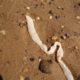 Человек как среда обитания: плоские черви и другие гельминты