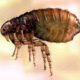 Прямая угроза человеку и животным от насекомых-паразитов