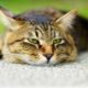 Токсоплазмоз у кошки, спящий и бодрствующий