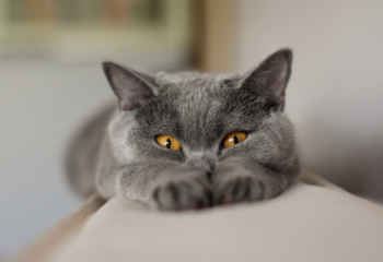 Кошки – источник радости или виновник передачи паразитарных инфекций?