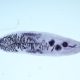 Ланцетовидная двуустка – плоский червь, вызывающий дикроцелиоз животных: актуальность и методы лечения