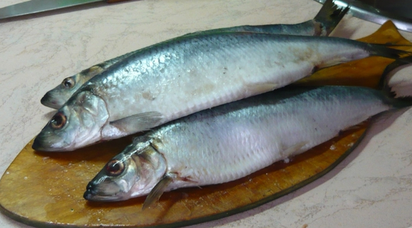 Паразиты в рыбе Дифиллоботриоз