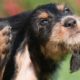 Пироплазмоз (бабезиоз) — актуальность и опасность у собак