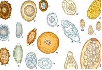 Яйца гельминтов остриц: опасность, характеристика, развитие и профилактика