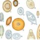 Яйца гельминтов остриц: опасность, характеристика, развитие и профилактика